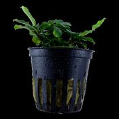 Bucephalandra pygmaea 'Bukit Kelam' 139