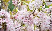 Prunus serrulata Amanogawa Japanese Flowering Cherry Tree (10 Litre) image