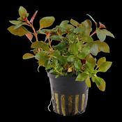 Ludwigia Repens Rubin 033D image