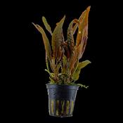 Cryptocoryne Usteriana potted 120