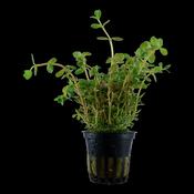 Rotala Rotundifolia 033 image