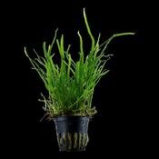 Microsorum pteropus Trident 008G image