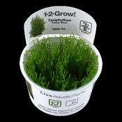 Taxyphyllum Alternans 'Taiwan Moss' 1-2 Grow