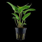 Anubias Gracilis 101D image