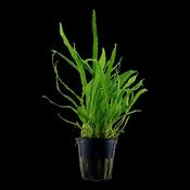 Microsorum Pteropus 'Narrow' Potted image