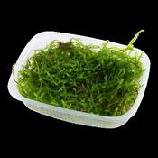 Taxiphyllum Barbieri 'Bogor Moss' image