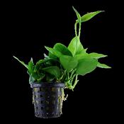 Anubias Nana Large 101L