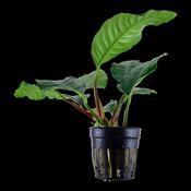 Anubias Barteri Coffeefolia 101G