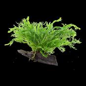 Microsorum pteropus 'Windeløv' image