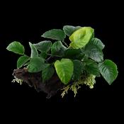 Anubias Barteri  sp. on Wood Xl