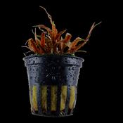 Cryptocoryne Albida 'Brown' Potted 126B