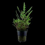 Hygrophila pinnatifida Potted