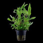 Hygrophila Siamensis 53B 053B image