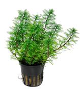 Myriophyllum Mattogrossenes 037 image