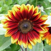 Natures Haven Sunflower Soleil Red image