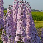 Delphinium 'Cha Cha' (2 Litre) image