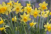 Daffodil Narcissus 'Tete a Tete' (18 Pack) image
