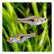 Glowlight Rasbora| Rasbora Hengeli (ML) image