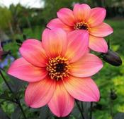 Dahlia Dreamy 'Fantasy' image