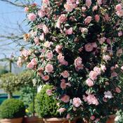 Camellia japonica 'Bonomiana' 1.5 Litre image