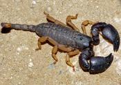 Jones' Tree Creeper Scorpion | Cheloctonus jonesii