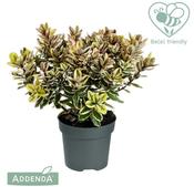 Hebe Classica 'Tricolor' (P15) image
