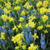 Taylors Woodland Walk Mix (40 Bulbs Per Pack) image