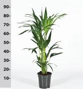 Howea forsteriana | Kentia Palm (80cm Tall) image