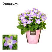 Campanula Isophylla Berlin (P11)