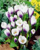 Crocus 'Prins Claus' – 12 Bulbs