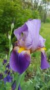 Iris germanica 'Alcazar' 2L image