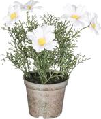 Artificial Daisy in Pot - White (21.5x13cm)