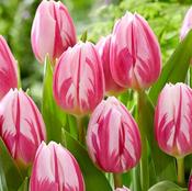Tulip 'Bojangles' – 7 Bulbs