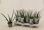 Aloe Vera Plant P10.5