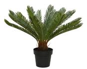 Cycas in pot image
