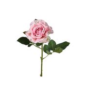 Rose on stem image