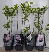 Syringa | Lilac 2 litre (Sold Individually)