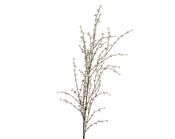 jasmine stem image