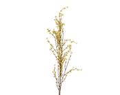 jasmine stem image