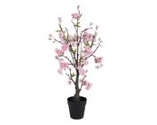 Cherry blossom in pot image