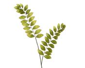 Spray phyllanthus image