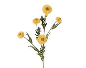 Chrysanthemum stem Yellow image
