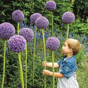 Allium 'Gladiator' – 2 Bulbs