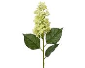 Hydrangea stem grn