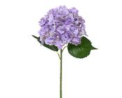 Hydrangea real touch