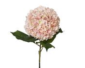Hydrangea pink xl image