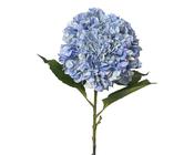 Hydrangea blue xl image