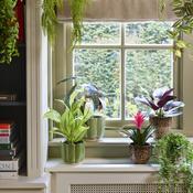 Bush tradescantia