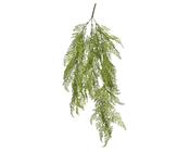 Bush fern
