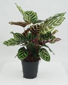 Calathea makoyana / P14 image